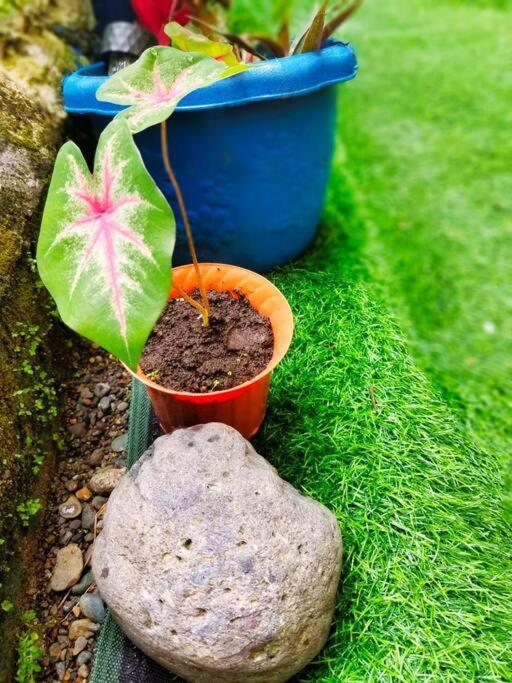 Poetry Garden Bocas Town Colon Island Villa Екстериор снимка