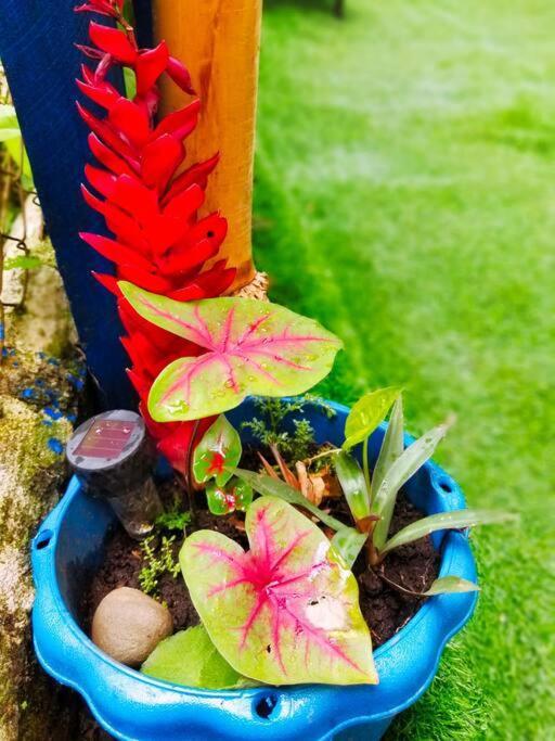 Poetry Garden Bocas Town Colon Island Villa Екстериор снимка